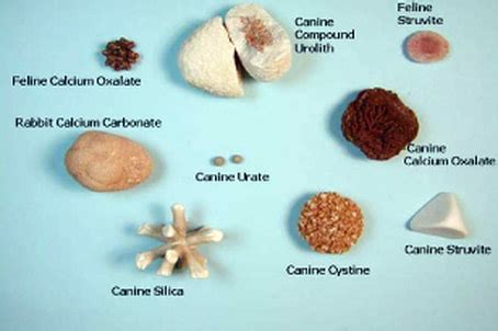 Bladder stone (animal) .